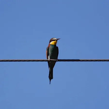 Alexandros شقة فندقية