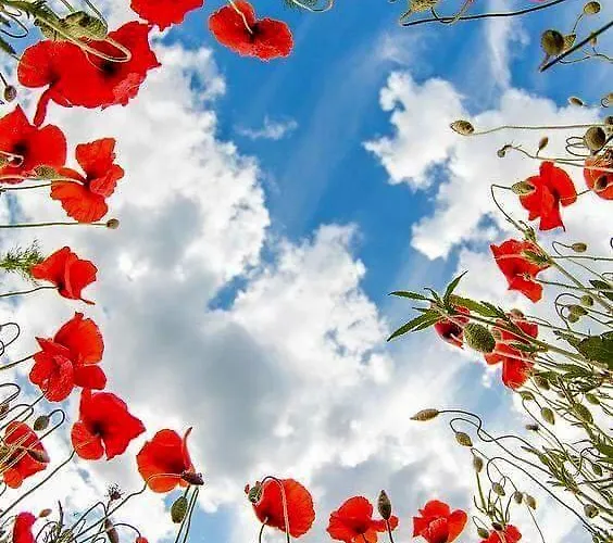 Alexandros Hotel apartamentowy *